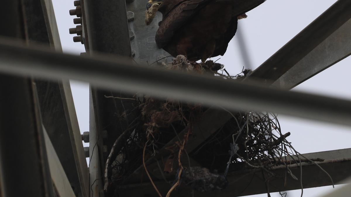 Nesting activity by Black kites at pylons in Perumbakkam